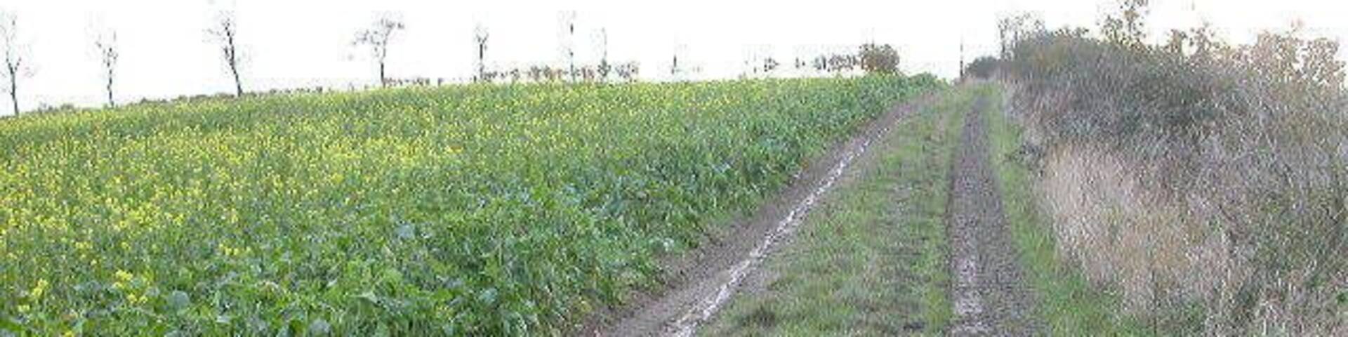 Bridleway. Looking south.