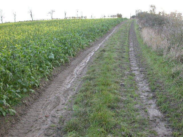 A muddy path through a field of green crops with a clear sky above.