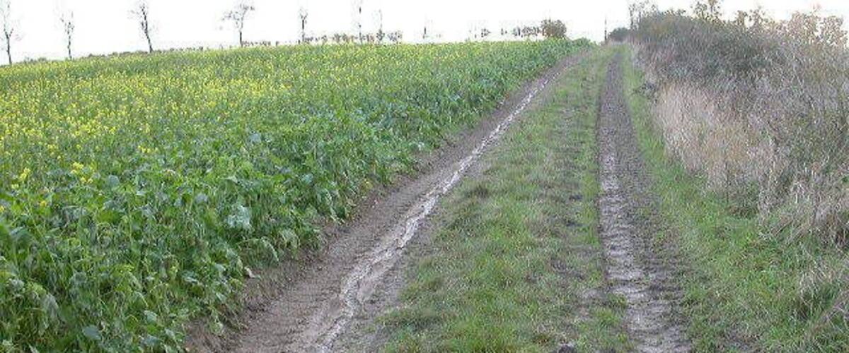 A muddy path through a field of green crops with a clear sky above.