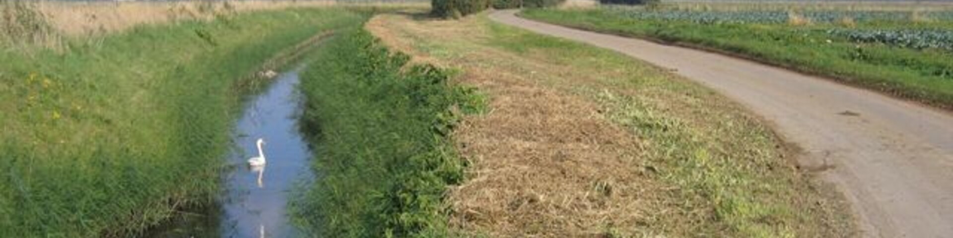 Drain beside Low Gate, Gosberton, Lincs