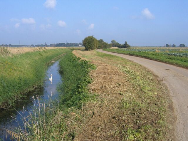 A narrow water channel with a swan, a dirt path, and fields on either side.