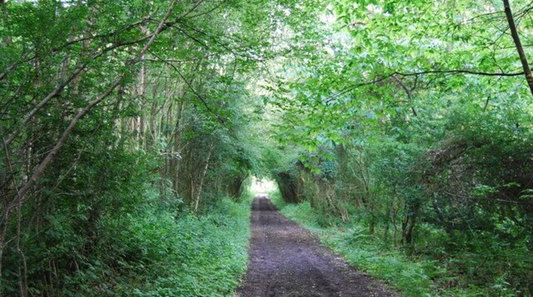 Bridleway, Coach Road Woods