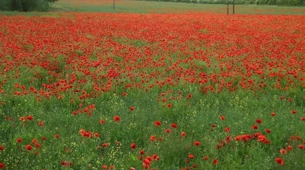 Poppies, Nuthall The acid yellow of oilseed rape has given way to a blaze of poppy red. Low Wood can be seen in the background.