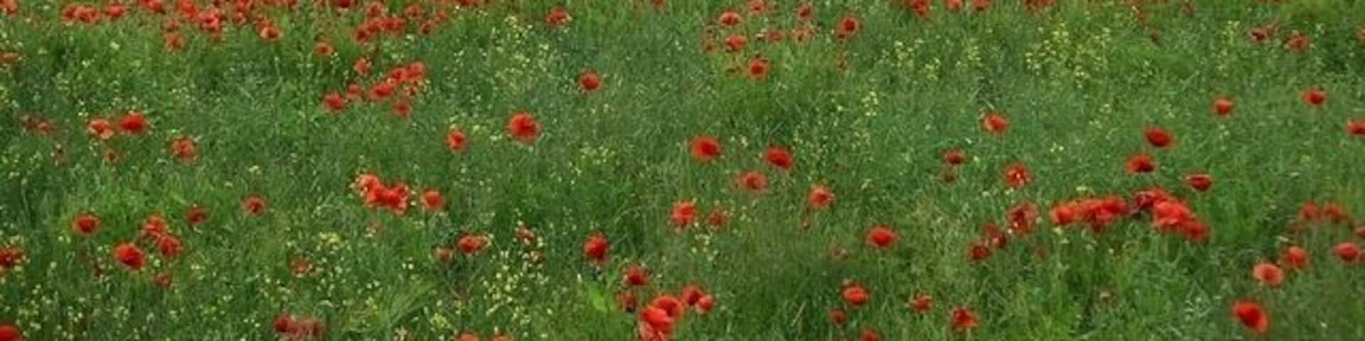 Poppies, Nuthall The acid yellow of oilseed rape has given way to a blaze of poppy red. Low Wood can be seen in the background.
