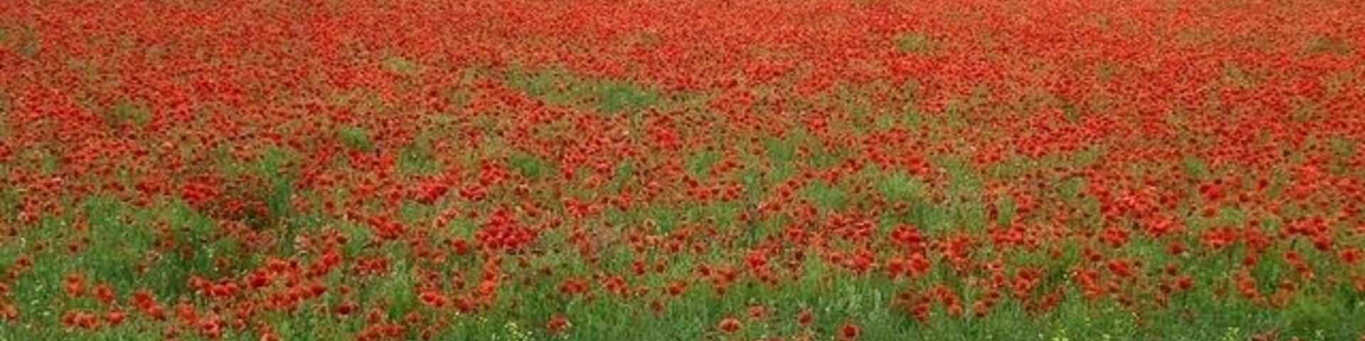 Poppies, Nuthall The acid yellow of oilseed rape has given way to a blaze of poppy red. Low Wood can be seen in the background.