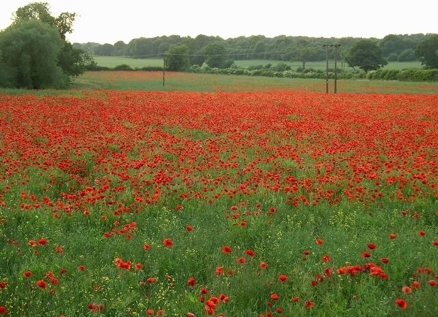 A field of red poppies with a line of trees in the background.