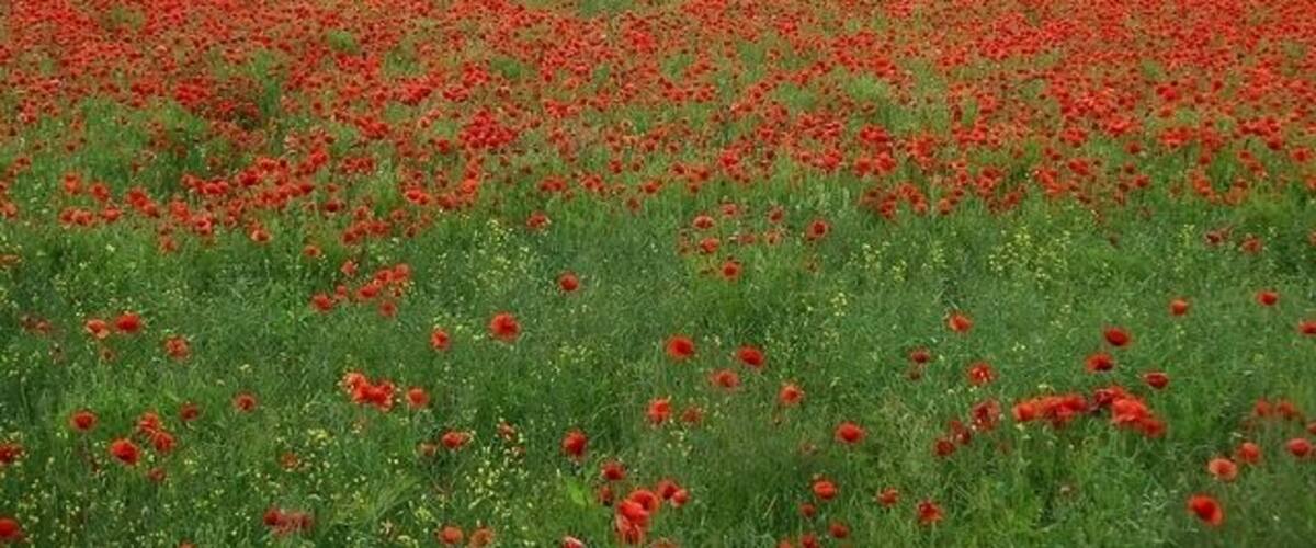 A field of red poppies with a line of trees in the background.