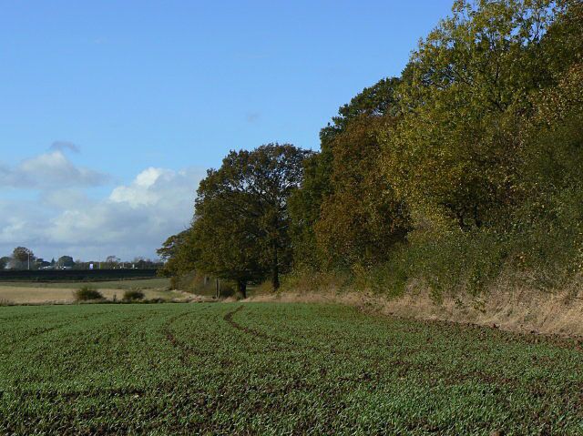 The side of Low Wood Seen from the footpath from Hempshill Vale to Nuthall.