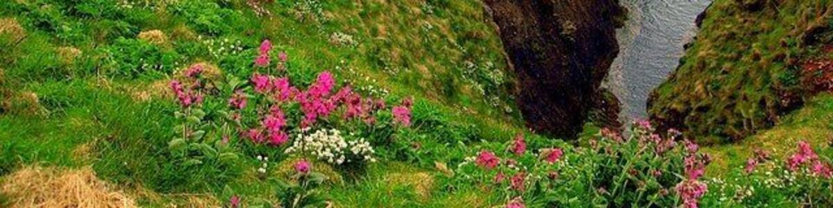 Eine Küstenlandschaft mit grasbewachsenen Klippen und einer markanten Felsformation.