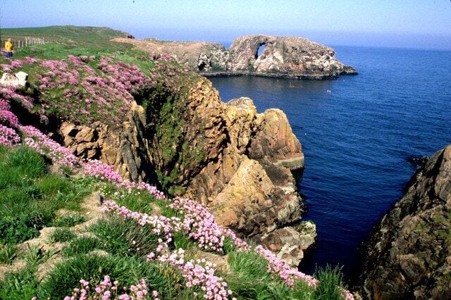 A coastal landscape with rocky cliffs, pink flowers, and a clear blue sea.