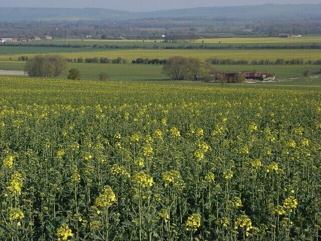 Rape fields, Manningford Bohune Looking down on Manningford Bohune Field Barn as the Vale of Pewsey turns yellow.