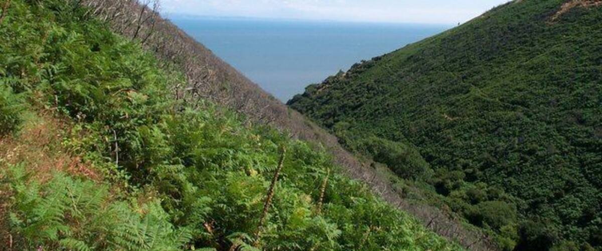 A coastal landscape with dense green vegetation and a clear view of the ocean.
