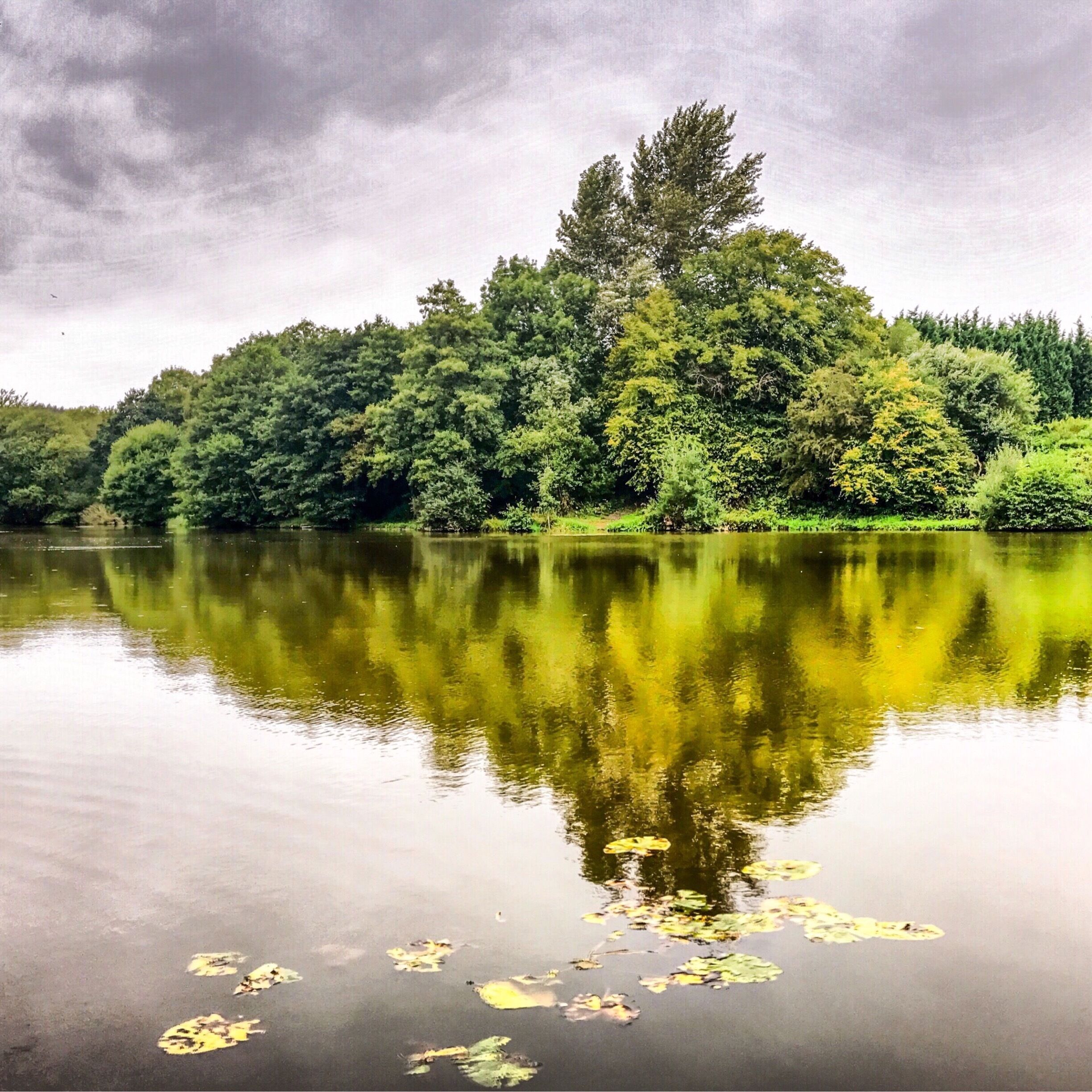 Tree reflections in a pool near Stoke-on-Trent