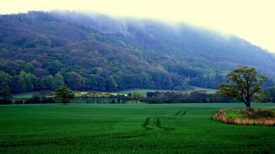 A green field with a single tree in the foreground and a forested hill in the background.