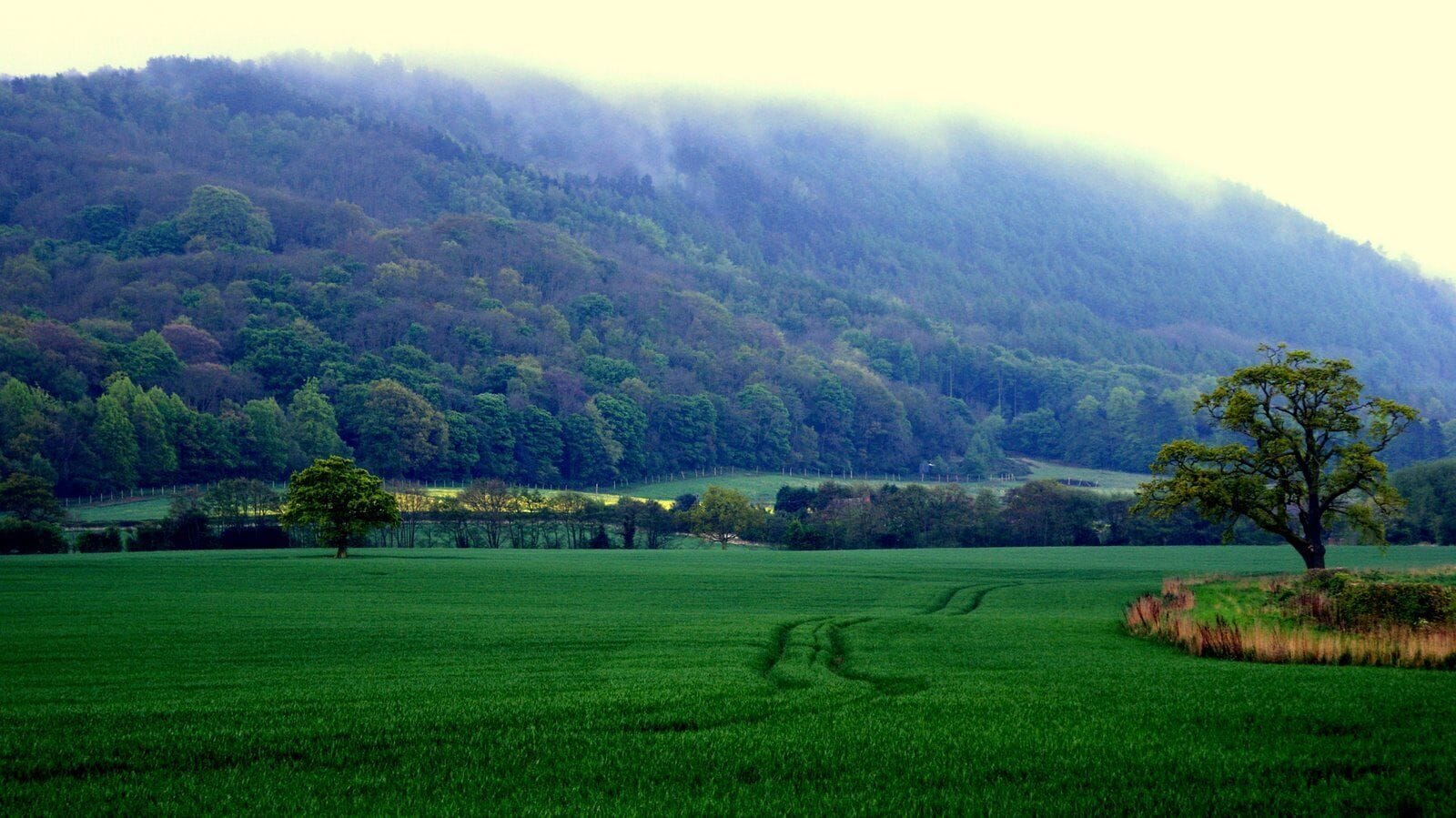 A green field with a single tree in the foreground and a forested hill in the background.