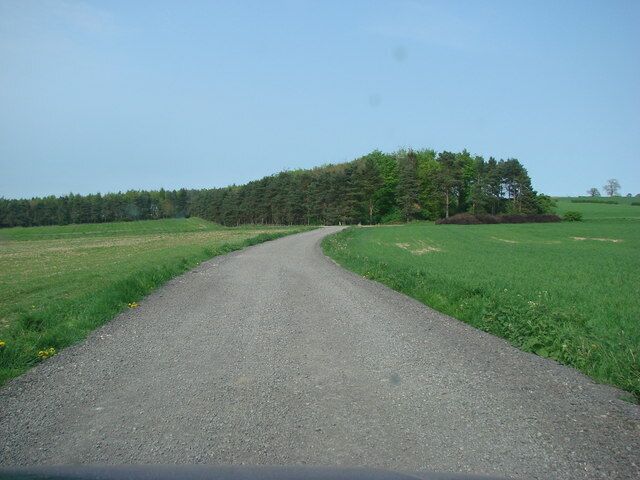 Track from Allerton Mauleverer looking at the copse on Cherry Hill.