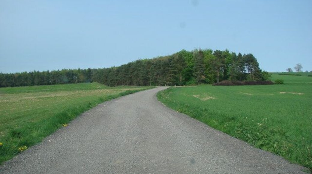 Track from Allerton Mauleverer looking at the copse on Cherry Hill.