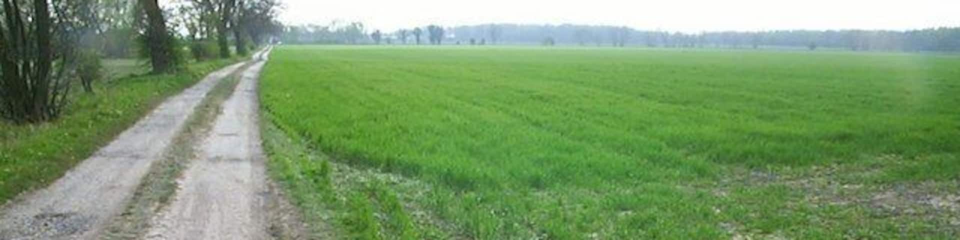 Sandy Lane Sandy Lane and adjacent field.