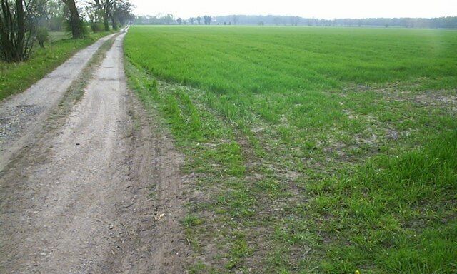 A dirt road leading through a green field with trees on one side.