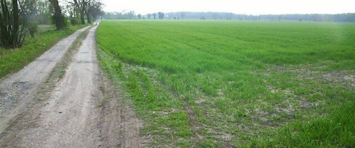 A dirt road leading through a green field with trees on one side.