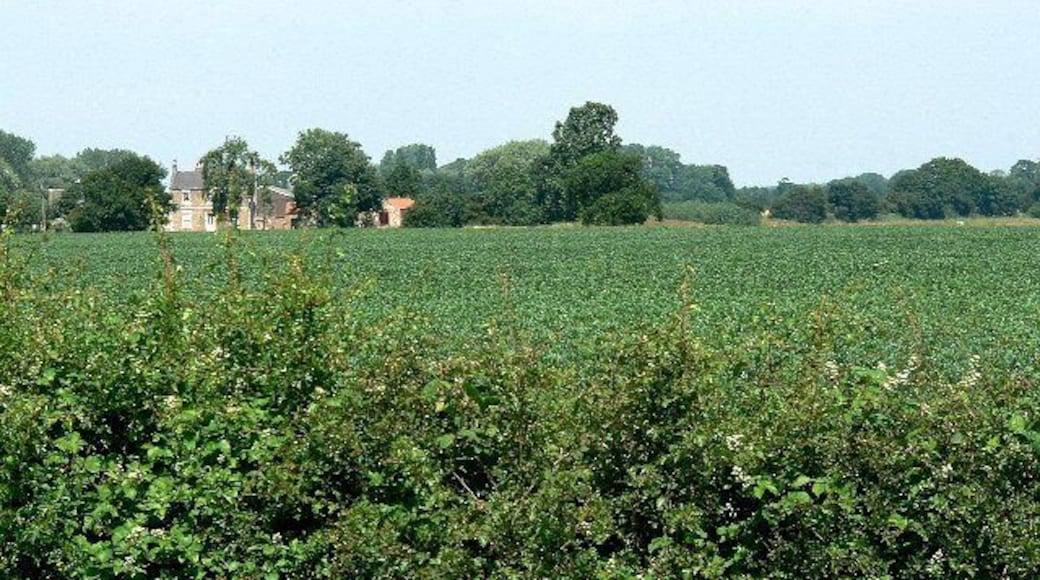 A field of broad beans.