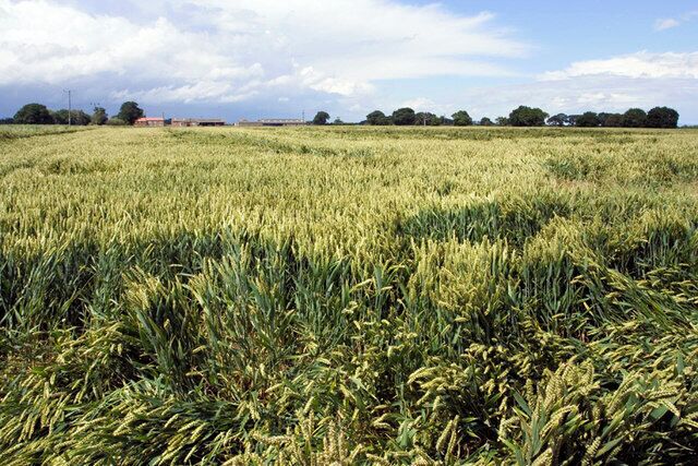 Corn Field Looking North with Lawns House Farm in the distance.