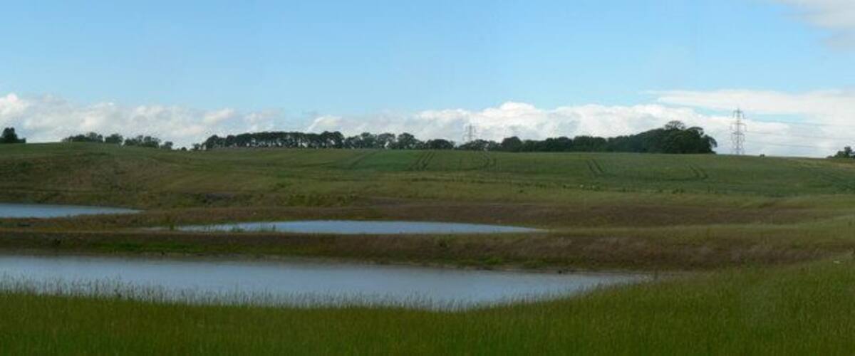 A grassy field with a small pond and distant trees.