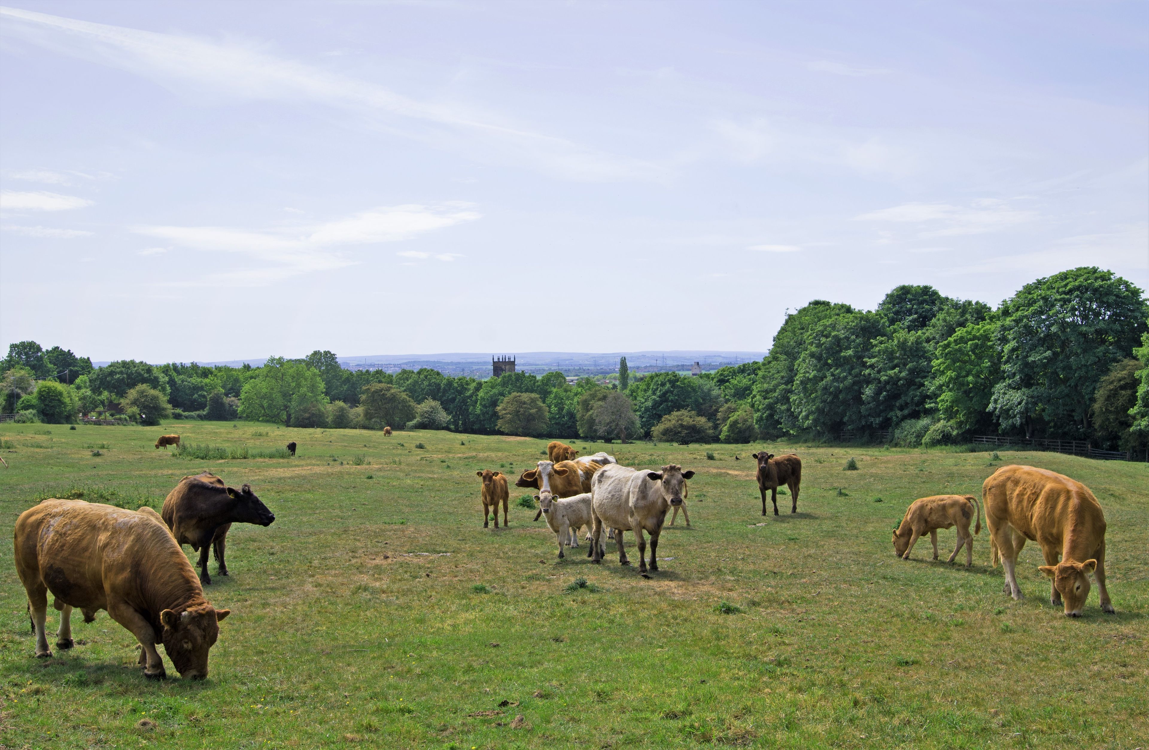 A grassy field with cows grazing, a distant tower, and a forested area.