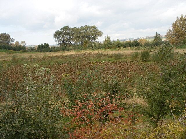 Reeds and signs of autumn