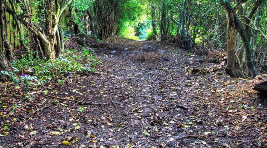 Footpath leading to lake
