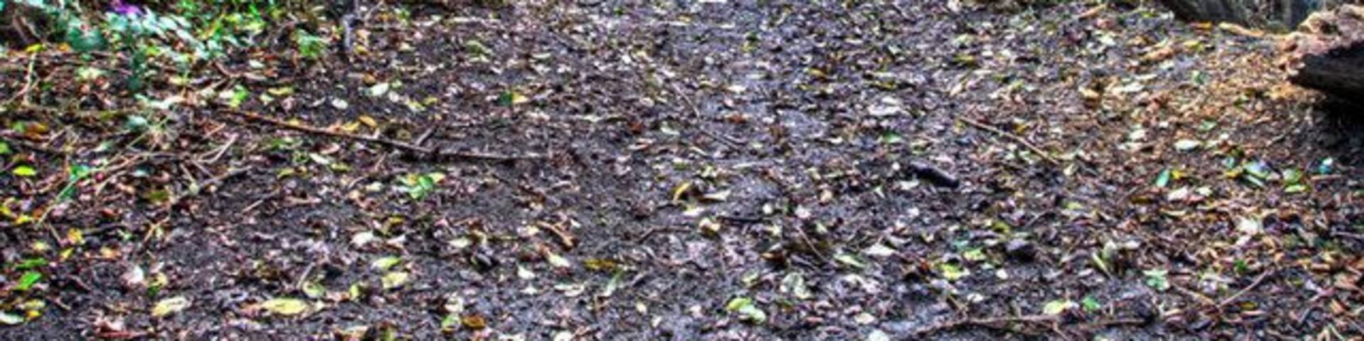 Footpath leading to lake