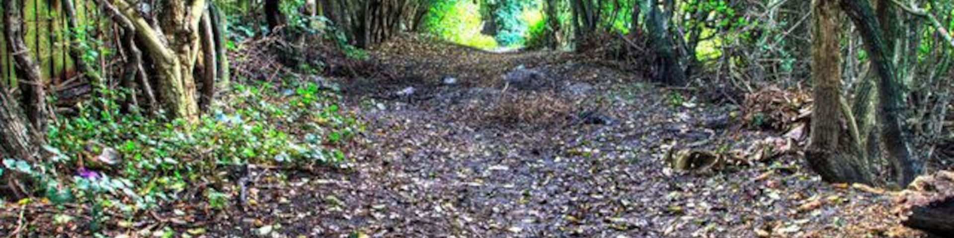 Footpath leading to lake