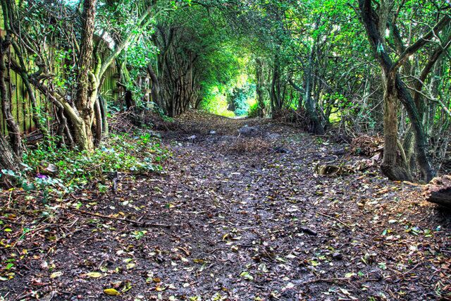 A forested path with dense trees and a ground covered in leaves.