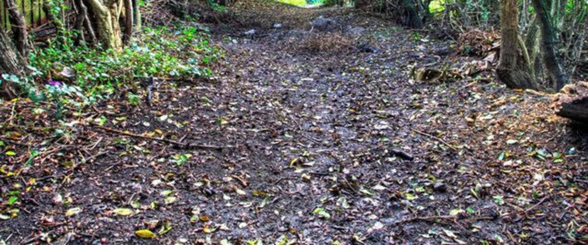 A forested path with dense trees and a ground covered in leaves.