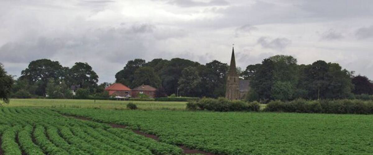 South of Amcotts Potatoes soaking up the summer rain south of the village. St Mark's Church spire on the horizon.