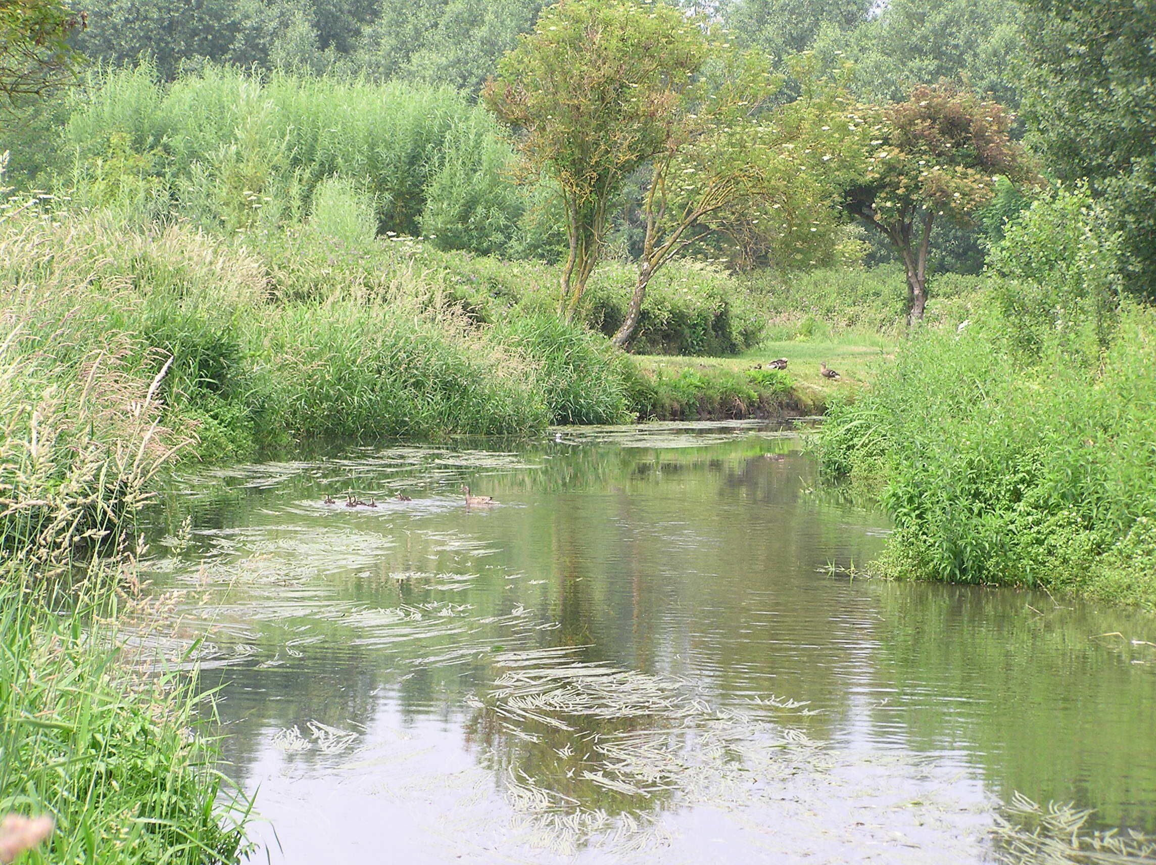 The River Hiz at Henlow Bridge Lakes - 26th June 2009