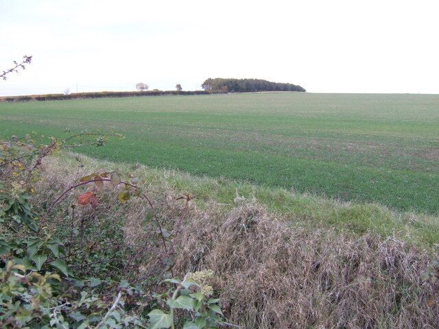 Arable land north of Aylesby An unnamed wood in the distance at the crest of a rise of land is one of the few notable features of this square.