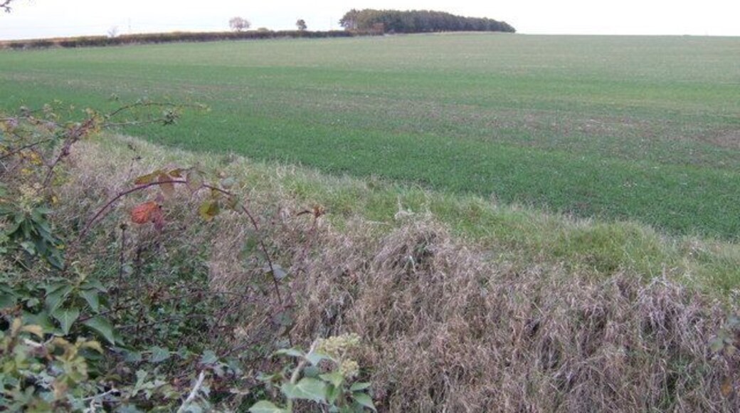 Arable land north of Aylesby An unnamed wood in the distance at the crest of a rise of land is one of the few notable features of this square.