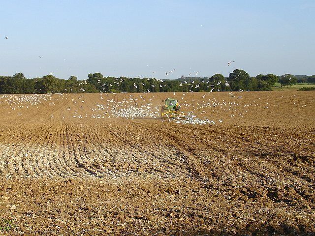 Harrowing at Cadman's Farm near to Leaveland, Kent, Great Britain. It was easy to see just where the tractor was from the activity of the seagulls.