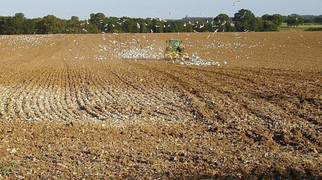 Harrowing at Cadman's Farm near to Leaveland, Kent, Great Britain. It was easy to see just where the tractor was from the activity of the seagulls.