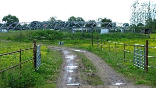 Open Air Polytunnels Along Hergill Lane near Baldersby.