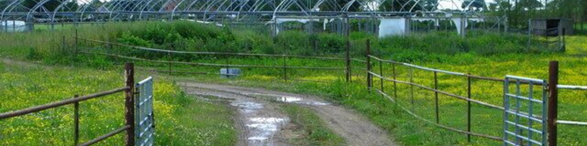 Open Air Polytunnels Along Hergill Lane near Baldersby.