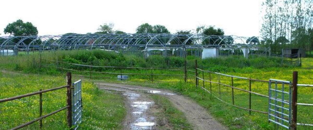A muddy path leading to a greenhouse structure surrounded by fields.