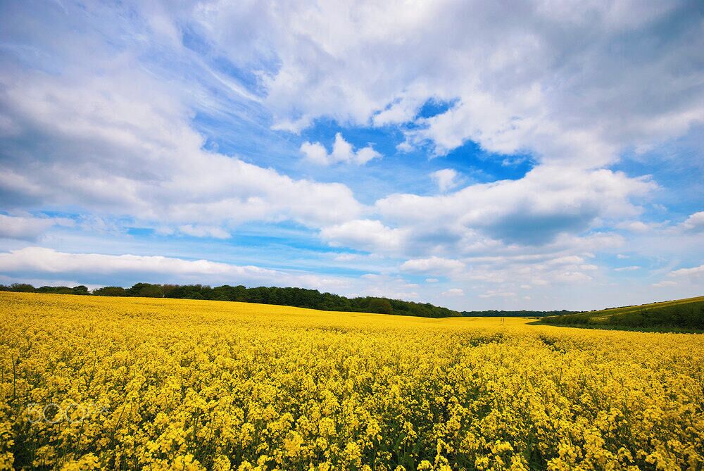 500px provided description: A landscape shot of a Rapeseed Field in Bardsey, West Yorkshire, UK [#Landscape ,#UK ,#Yorkshire ,#Field ,#West Yorkshire ,#Yellow ,#Rapeseed ,#Bardsey]