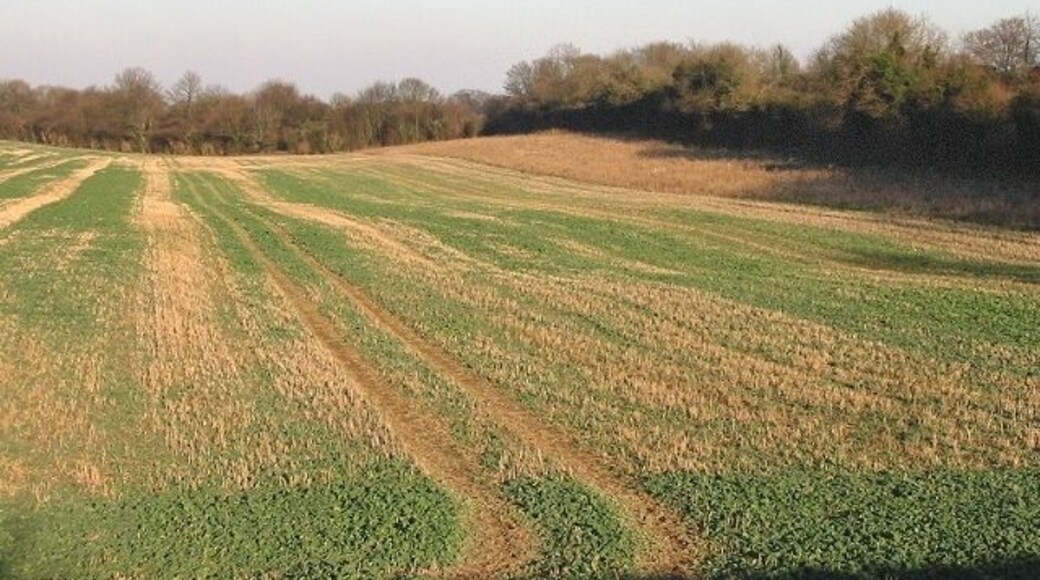 Field near Eythorne A bridleway to Eythorne follows the tree line to the right of picture.