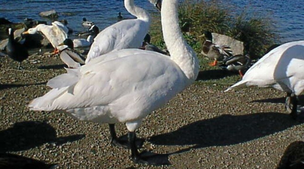 Rother Valley Country Park - Visiting Whooper Swan