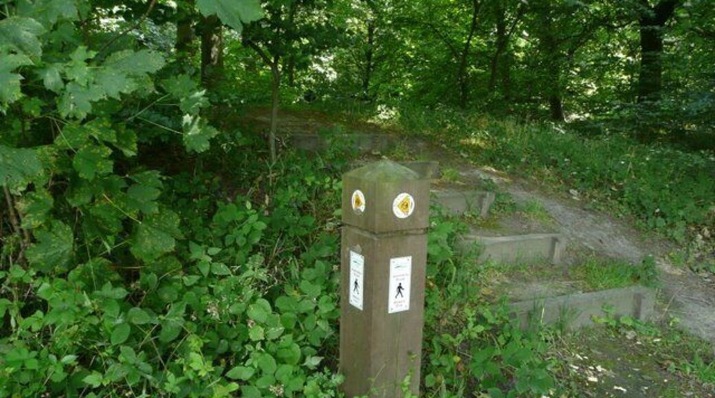 Alternative route - Potter Wood Plantation. The route up these steps would probably taken us closer to our next destination - Church Lane which runs up the eastern edge of Tankersley Manor. See previous image 898328