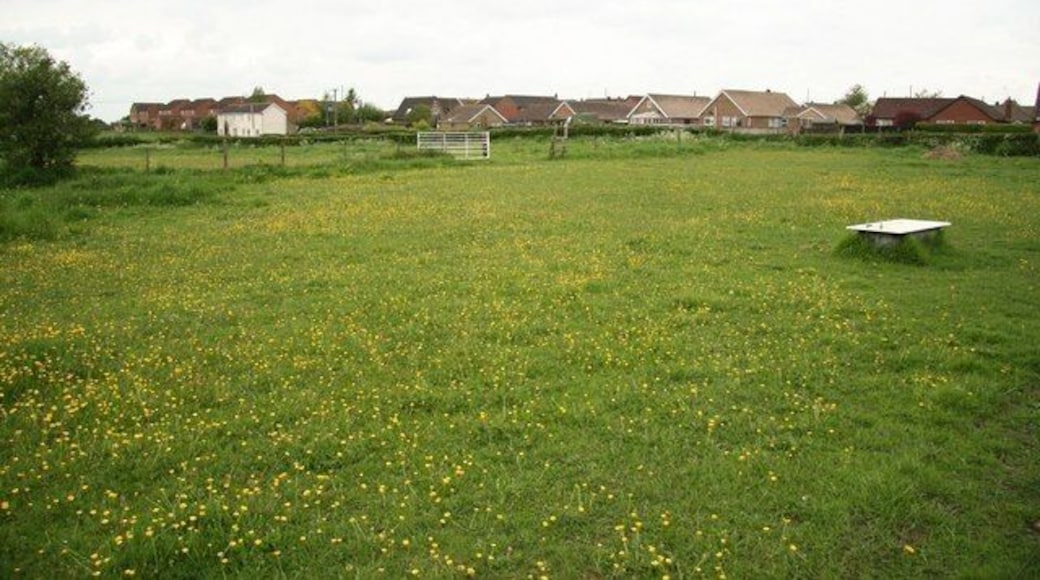 Buttercup Meadow Buttercups growing in a paddock at Blyton