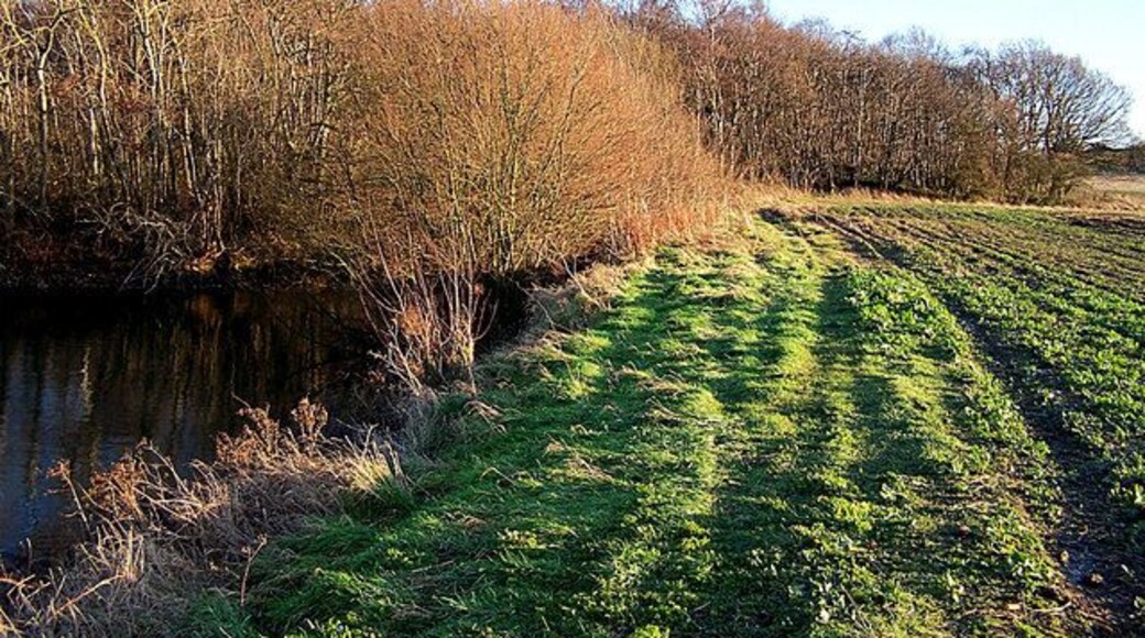 Pond and woodland Looking south east towards Rook Wood from the footpath by the large pond, roughly central in this square. The crop on the right is oilseed rape.