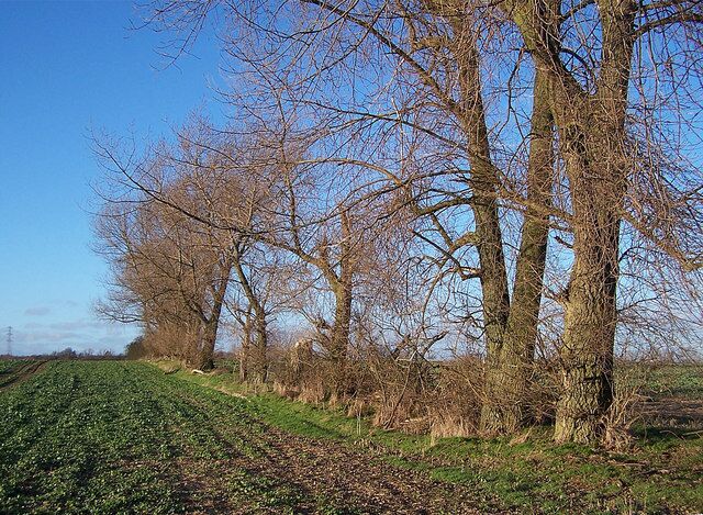 Old willows This row of substantial old willows marks a field boundary. A very indistinct footpath runs along the eastern side of the trees. The crop in the field is oilseed rape.